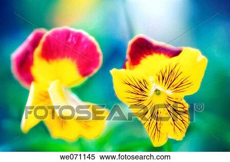 Pansies. Viola x wittrockiana. July 2006, Maryland, USA View Large Photo Image Stock Photography - Pansies. Viola x wittrockiana. July 2006, Maryland, USA. Fotosearch