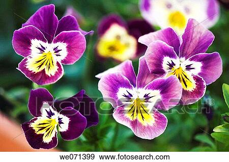 Pansies. Viola x wittrockiana. May 2007, Maryland, USA View Large Photo Image Stock Photo - Pansies. Viola x wittrockiana. May 2007, Maryland, USA. Fotosearch
