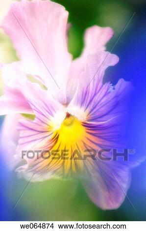 Pansy Close_up. Viola x wittrockiana. May 2006, Maryland, USA View Large Photo Image Picture - Pansy Close_up. Viola x wittrockiana. May 2006, Maryland, USA. Fotosearch