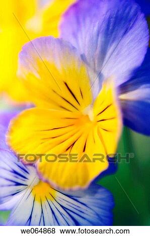 Pansy Duo. Viola x wittrockiana. May 2006, Maryland, USA View Large Photo Image Stock Photo - Pansy Duo. Viola x wittrockiana. May 2006, Maryland, USA. Fotosearch