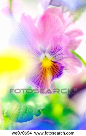 Pansy Flower. Viola x wittrockiana. May 2006. Maryland, USA View Large Photo Image Picture - Pansy Flower. Viola x wittrockiana. May 2006. Maryland, USA. Fotosearch