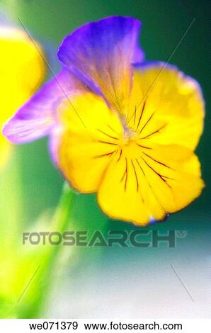 Pansy Flower. Viola x wittrockiana. May 2006, Maryland, USA View Large Photo Image Stock Photo - Pansy Flower. Viola x wittrockiana. May 2006, Maryland, USA. Fotosearch