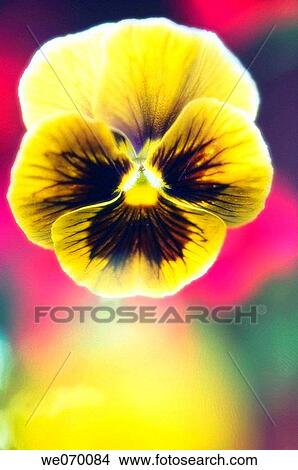 Pansy Flower. Viola x wittrockiana. June 2006, Maryland, USA View Large Photo Image Picture - Pansy Flower. Viola x wittrockiana. June 2006, Maryland, USA. Fotosearch