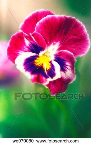 Pansy Flower. Viola x wittrockiana. June 2006, Maryland, USA View Large Photo Image Stock Image - Pansy Flower. Viola x wittrockiana. June 2006, Maryland, USA. Fotosearch
