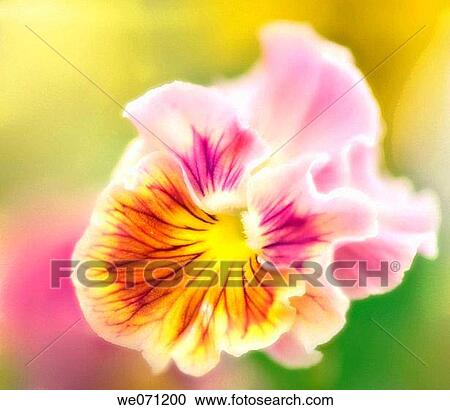 Stock Image - Pansy Flower. Viola x wittrockiana. July 2006, Maryland, USA. Fotosearch