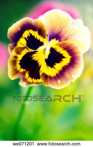 Pansy Flower. Viola x wittrockiana. July 2006, Maryland, USA View Large Photo Image Stock Image - Pansy Flower. Viola x wittrockiana. July 2006, Maryland, USA. Fotosearch