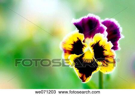Pansy Flower. Viola x wittrockiana. July 2006, Maryland, USA View Large Photo Image Stock Image - Pansy Flower. Viola x wittrockiana. July 2006, Maryland, USA. Fotosearch