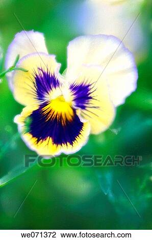 Pansy Flower. Viola x wittrockiana. June 2006, Maryland, USA View Large Photo Image Stock Image - Pansy Flower. Viola x wittrockiana. June 2006, Maryland, USA. Fotosearch