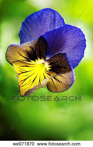 Pansy Flower. Viola x wittrockiana. April 2007, Maryland, USA View Large Photo Image Stock Image - Pansy Flower. Viola x wittrockiana. April 2007, Maryland, USA. Fotosearch