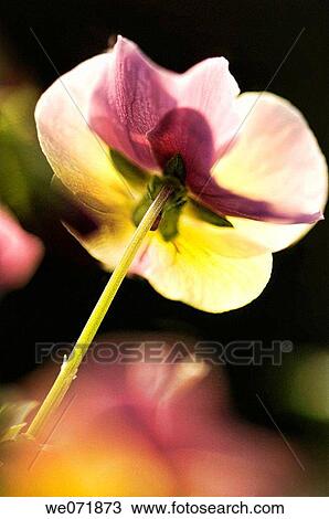 Pansy Flower. Viola x wittrockiana. April 2007, Maryland, USA View Large Photo Image Stock Image - Pansy Flower. Viola x wittrockiana. April 2007, Maryland, USA. Fotosearch