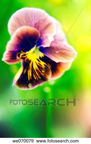 Pansy Flower. Viola x wittrockiana. June 2006, Maryland, USA View Large Photo Image Stock Photo - Pansy Flower. Viola x wittrockiana. June 2006, Maryland, USA. Fotosearch