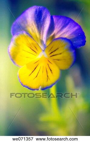 Pansy Flower. Viola x wittrockiana. June 2006, Maryland, USA View Large Photo Image Stock Photo - Pansy Flower. Viola x wittrockiana. June 2006, Maryland, USA. Fotosearch