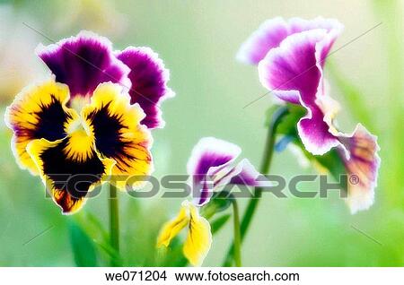 Pansy Flowers. Viola x wittrockiana. July 2006, Maryland, USA View Large Photo Image Picture - Pansy Flowers. Viola x wittrockiana. July 2006, Maryland, USA. Fotosearch