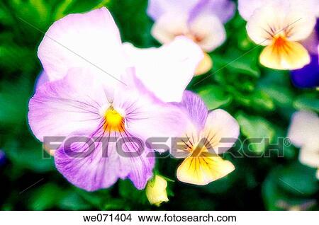 Pansy Flowers. Viola x wittrockiana. May 2007, Maryland, USA View Large Photo Image Picture - Pansy Flowers. Viola x wittrockiana. May 2007, Maryland, USA. Fotosearch