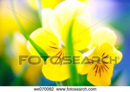 Pansy Flowers. Viola x wittrockiana. June 2006, Maryland, USA View Large Photo Image Stock Image - Pansy Flowers. Viola x wittrockiana. June 2006, Maryland, USA. Fotosearch
