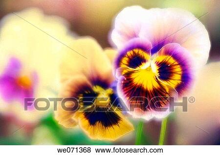 Pansy Flowers. Viola x wittrockiana. June 2006, Maryland, USA View Large Photo Image Stock Photo - Pansy Flowers. Viola x wittrockiana. June 2006, Maryland, USA. Fotosearch