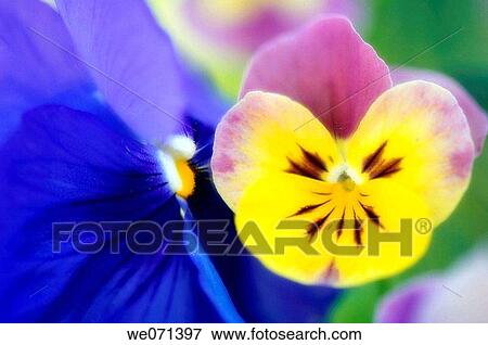 Pansy Flowers. Viola x wittrockiana. May 2007, Maryland, USA View Large Photo Image Stock Photo - Pansy Flowers. Viola x wittrockiana. May 2007, Maryland, USA. Fotosearch