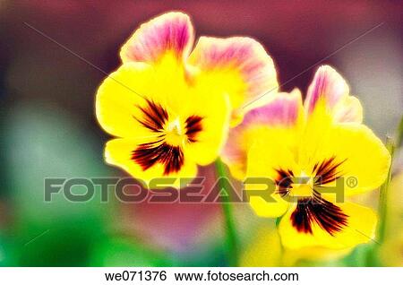 Pansy Flowers. Viola x wittrockiana. May 2006, Maryland, USA View Large Photo Image Stock Photograph - Pansy Flowers. Viola x wittrockiana. May 2006, Maryland, USA. Fotosearch