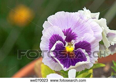 Pansy View Large Photo Image Stock Image - Pansy. Fotosearch