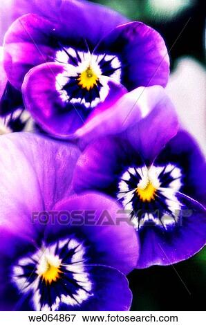 Pansy Trio. Viola x wittrockiana. May 2006, Maryland, USA View Large Photo Image Stock Photo - Pansy Trio. Viola x wittrockiana. May 2006, Maryland, USA. Fotosearch