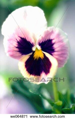 Pansy. Viola x wittrockiana. May 2006, Maryland, USA View Large Photo Image Stock Image - Pansy. Viola x wittrockiana. May 2006, Maryland, USA. Fotosearch