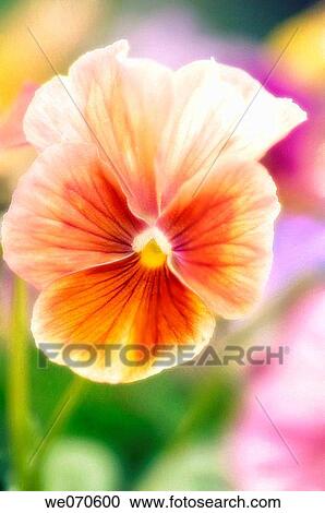 Pansy. Viola x wittrockiana. May 2007. Maryland, USA View Large Photo Image Stock Image - Pansy. Viola x wittrockiana. May 2007. Maryland, USA. Fotosearch