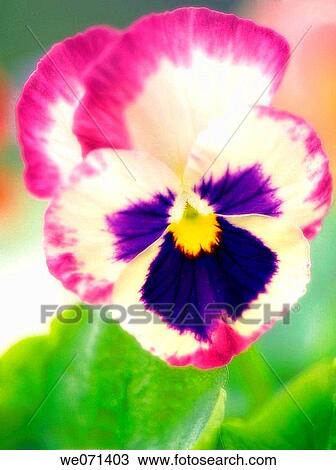 Pansy. Viola x wittrockiana. May 2007, Maryland, USA View Large Photo Image Stock Image - Pansy. Viola x wittrockiana. May 2007, Maryland, USA. Fotosearch