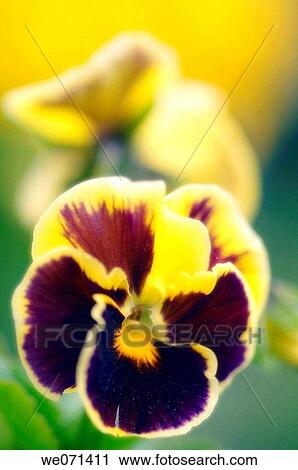 Pansy. Viola x wittrockiana. May 2007, Maryland, USA View Large Photo Image Stock Image - Pansy. Viola x wittrockiana. May 2007, Maryland, USA. Fotosearch