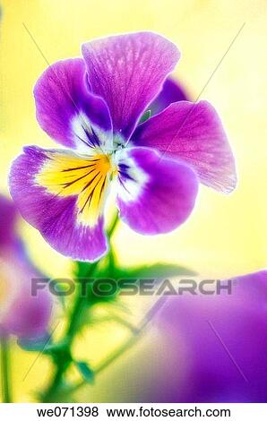 Pansy. Viola x wittrockiana. May 2007, Maryland, USA View Large Photo Image Stock Photo - Pansy. Viola x wittrockiana. May 2007, Maryland, USA. Fotosearch