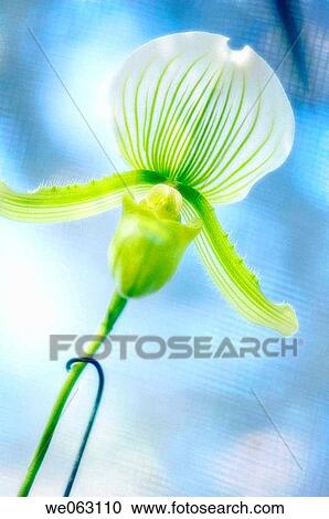 Paphilopedilum orchid. October 2006, Maryland, USA View Large Photo Image Stock Image - Paphilopedilum orchid. October 2006, Maryland, USA. Fotosearch