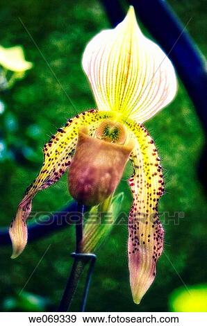 Paphiopedilum g. Morganiae. September 2006, Maryland, USA View Large Photo Image Stock Photo - Paphiopedilum g. Morganiae. September 2006, Maryland, USA. Fotosearch