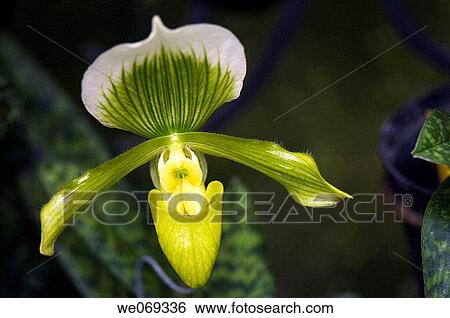 Paphiopedilum g. Rosettii. September 2006, Maryland, USA View Large Photo Image Stock Photograph - Paphiopedilum g. Rosettii. September 2006, Maryland, USA. Fotosearch
