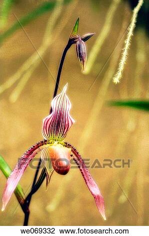 Paphiopedilum g. Selligerum. September 2006, Maryland, USA View Large Photo Image Stock Image - Paphiopedilum g. Selligerum. September 2006, Maryland, USA. Fotosearch