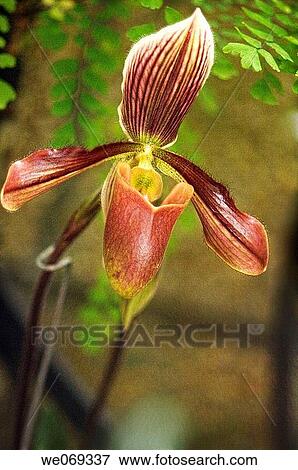 Paphiopedilum orchid hybrid. September 2006, Maryland, USA View Large Photo Image Stock Photo - Paphiopedilum orchid hybrid. September 2006, Maryland, USA. Fotosearch