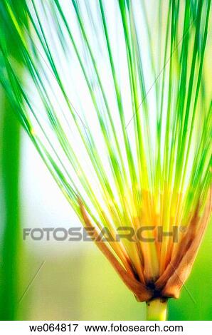 Papyrus. Cyperus Papyrus. October 2006, Maryland, USA View Large Photo Image Stock Photo - Papyrus. Cyperus Papyrus. October 2006, Maryland, USA. Fotosearch