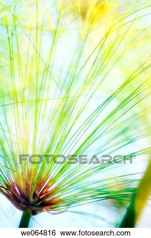 Stock Photograph - Papyrus. Cyperus Papyrus. October 2006, Maryland, USA. Fotosearch