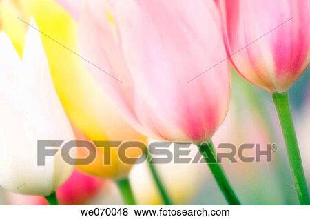 Pastel Tulips. Tulipa hybrid. April 2007, Maryland, USA View Large Photo Image Stock Photo - Pastel Tulips. Tulipa hybrid. April 2007, Maryland, USA. Fotosearch