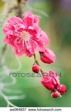 Peach Blossom. Prunus persica. March 2007, Maryland, USA View Large Photo Image Stock Photo - Peach Blossom. Prunus persica. March 2007, Maryland, USA. Fotosearch