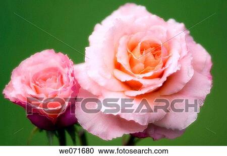 Peach Rose and Rose Bud. Rosa hybrid. June 2005, Maryland, USA View Large Photo Image Stock Image - Peach Rose and Rose Bud. Rosa hybrid. June 2005, Maryland, USA. Fotosearch