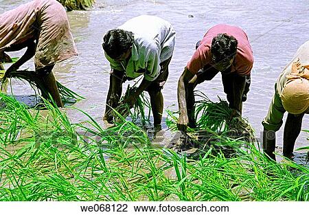 People working in a paddy field of rice crop to cultivate rice crops View Large Photo Image Stock Image - People working in a paddy field of rice crop to cultivate rice crops. Fotosearch