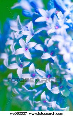 Persian Lilac, modified color. Syringa persica. May 2006, Maryland, USA View Large Photo Image Stock Photo - Persian Lilac, modified color. Syringa persica. May 2006, Maryland, USA. Fotosearch