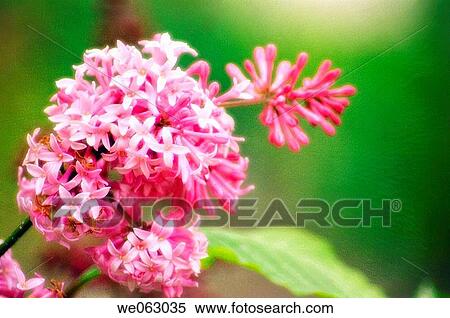 Persian Lilac. Syrings persica. May 2005, Maryland, USA View Large Photo Image Stock Photography - Persian Lilac. Syrings persica. May 2005, Maryland, USA. Fotosearch