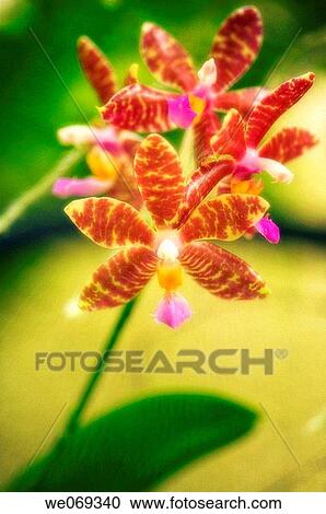 Phalaenopsis gigantea Red Magic. September 2006, Maryland, USA View Large Photo Image Stock Image - Phalaenopsis gigantea Red Magic. September 2006, Maryland, USA. Fotosearch