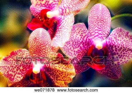 Phalaenopsis Orchid Trio. February 2004, Maryland, USA View Large Photo Image Stock Photo - Phalaenopsis Orchid Trio. February 2004, Maryland, USA. Fotosearch