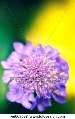 Pincushion Flower. Scabiosa columbaria. May 2006, Maryland, USA View Large Photo Image Stock Photo - Pincushion Flower. Scabiosa columbaria. May 2006, Maryland, USA. Fotosearch