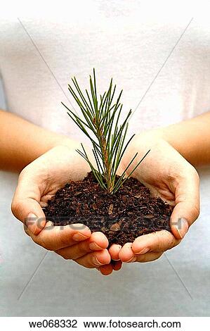 Pine (Pinus sp. ) View Large Photo Image Stock Image - Pine (Pinus sp. ). Fotosearch