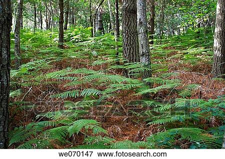 Pinewood and ferns View Large Photo Image Stock Photo - Pinewood and ferns. Fotosearch