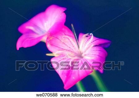 Pink Agrostemma Flowers. Agrostemma githago. July 2006. Maryland, USA View Large Photo Image Stock Photo - Pink Agrostemma Flowers. Agrostemma githago. July 2006. Maryland, USA. Fotosearch