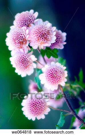 Pink Anemone Chrysanthemums. Dendranthema grandiflora. November 2006, Maryland, USA View Large Photo Image Stock Photo - Pink Anemone Chrysanthemums. Dendranthema grandiflora. November 2006, Maryland, USA. Fotosearch