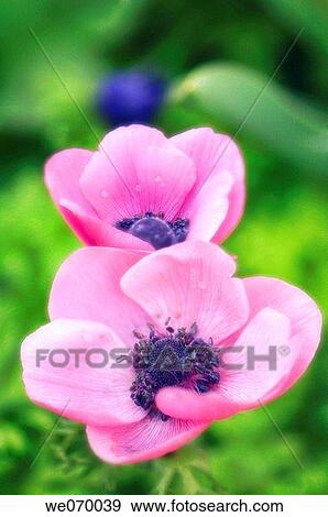 Pink Anemones duo. Anemone coronaria. April 2007, Maryland, USA View Large Photo Image Stock Photo - Pink Anemones duo. Anemone coronaria. April 2007, Maryland, USA. Fotosearch